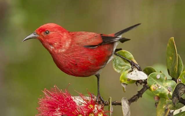 An apapane bird sits in a ohia tree, Hawaii Volcanoes National Park