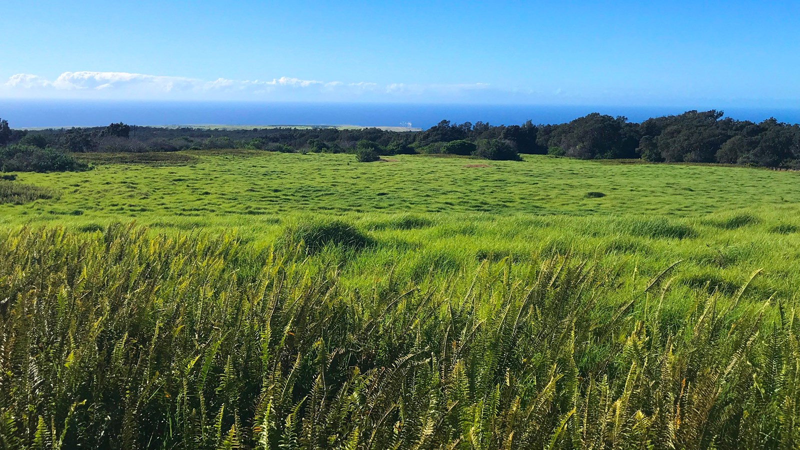 A green meadow with small mounts and distant trees. Ferns line the foreground.