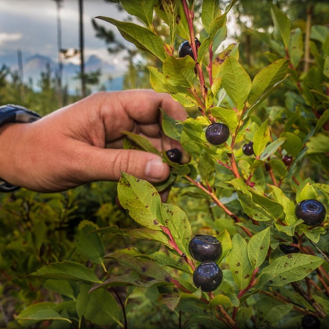 Close up of hand reaching into bush to pick black round berries