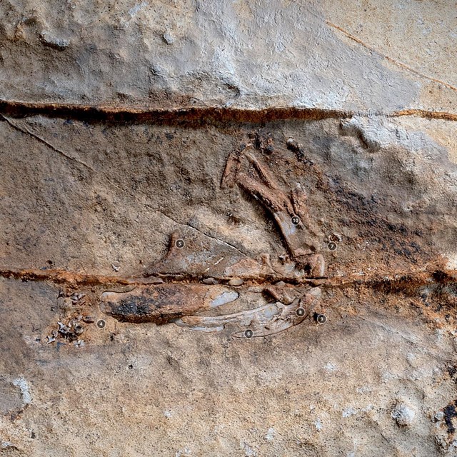 fossils in a rock cave call