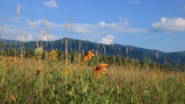 A clear foreground of yellow flowers in a meadow with an unfocused backdrop of a mountain