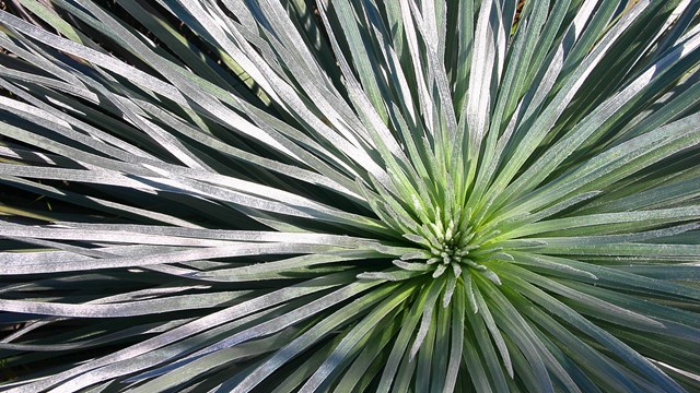 A rosette of a Mauna Loa silversword plant