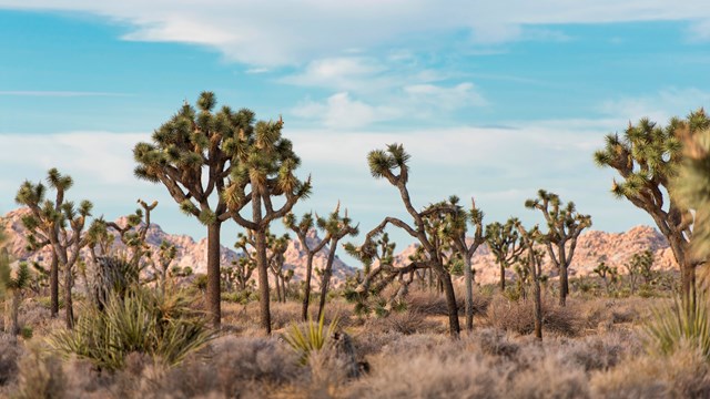 A landscape of joshua trees and desert vegetation with blue sky in the background