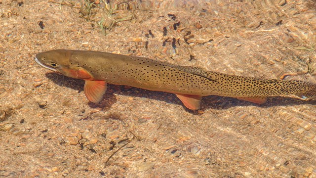 Greenback Cutthroat Trout