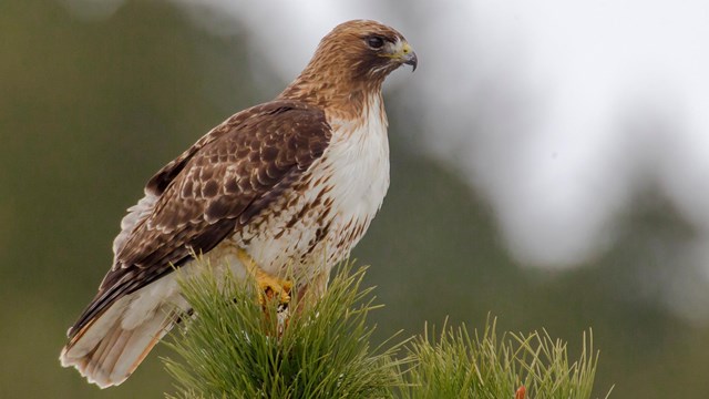 Red-tailed Hawk