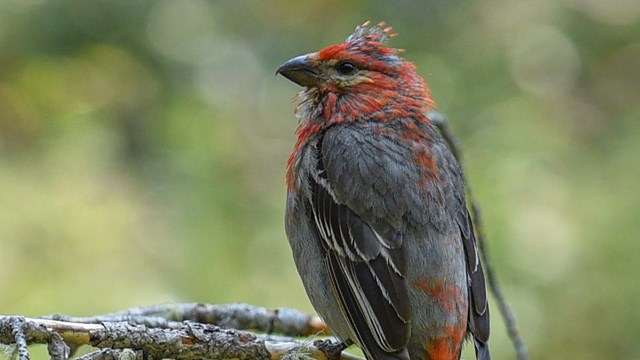 Pine Grosbeak