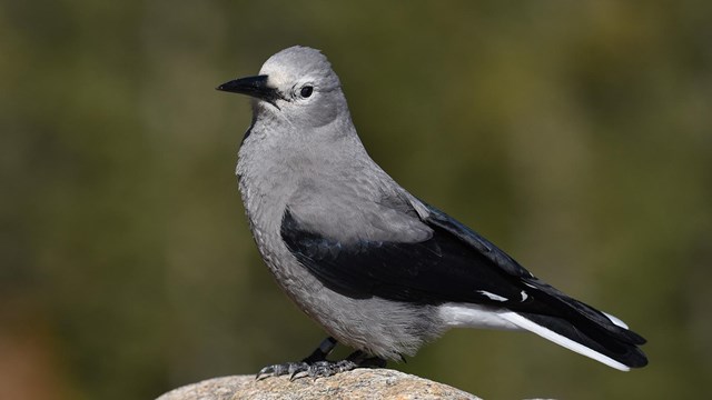 Clark's Nutcracker