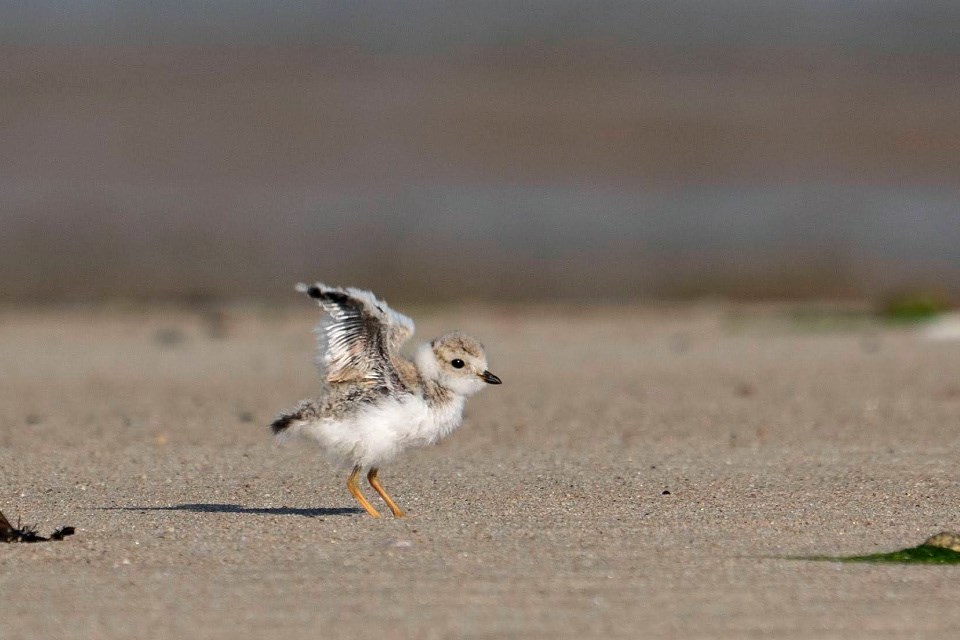 A tan and white chick stands with its wings spread on a sandy beach.