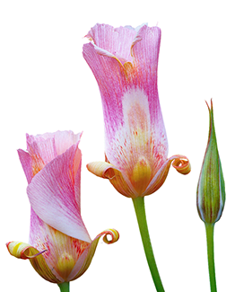 Fresh lily blooms