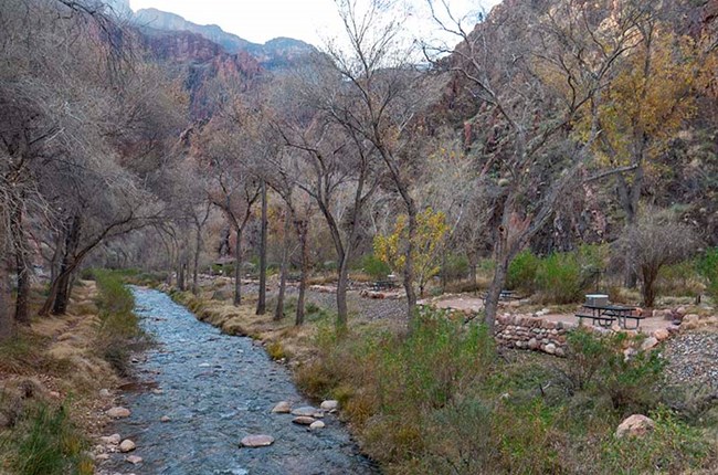 during winter, trees that have lost their leaves along both sides of a small creek. on the right is a row of backcountry campsites alongside the creek.