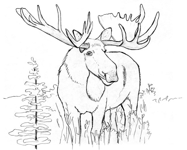 Line drawing of a moose standing in vegetation.