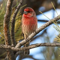 Male House Finch