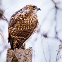 Red-tail Hawk perches on a stump