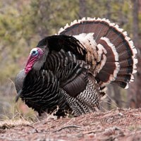 Wild Turkey