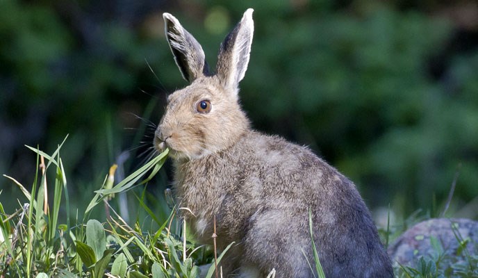 snowshoe hare