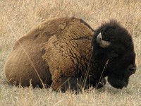 Bison