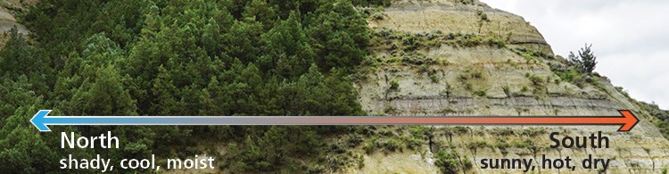 An illustration overtop an image of a butte shows the transition from shady, cool, moist north slopes to sunny, hot, dry, south slopes.