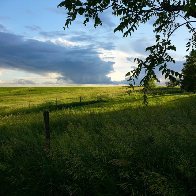 Sunset over green grasses