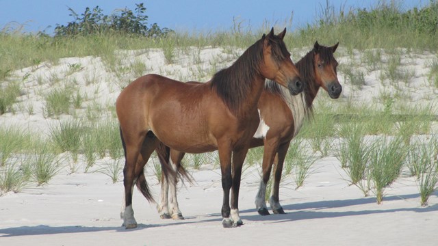 Wild Horses on Assateague