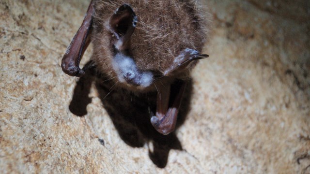 tri-colored bat with white-nose syndrome