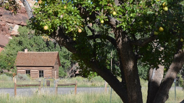 Tree with green leaves, light greenish red pears in front of a log building with rocky slopes behind