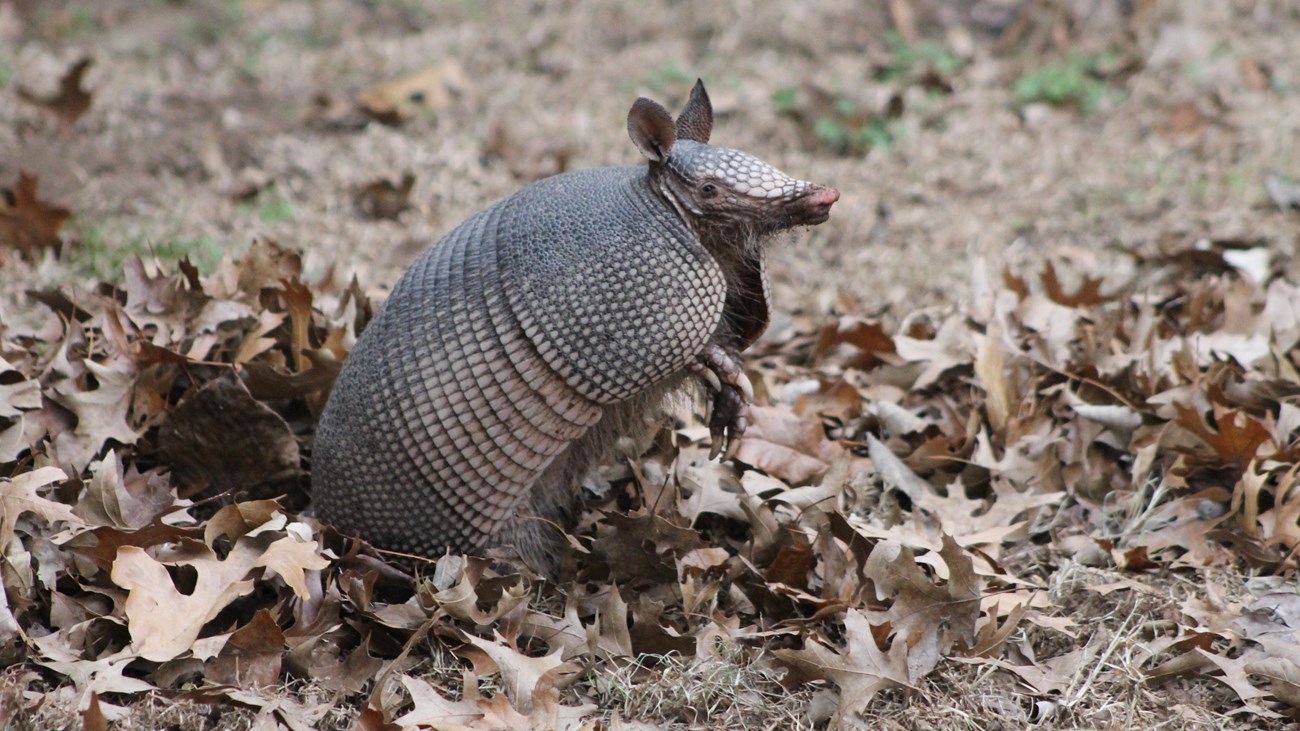 An armadillo stands with its front feet raised while it sniffs at the air.