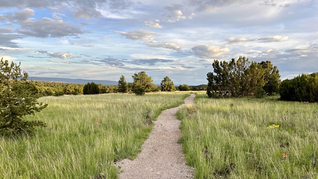 A gravel path through a green field with small trees and colorful flowers alongside the trail.