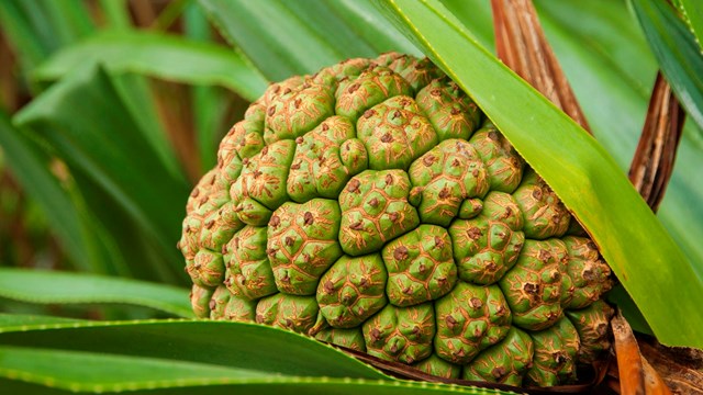 Fruit from a small subsistence plantation in the park.