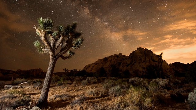 Night sky over a Joshua tree