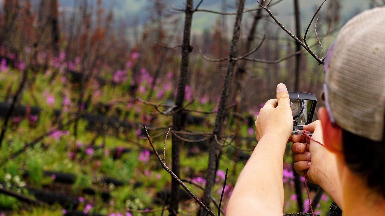 A woman holds an instrument in front of a forest with burned trees and purple wildflowers