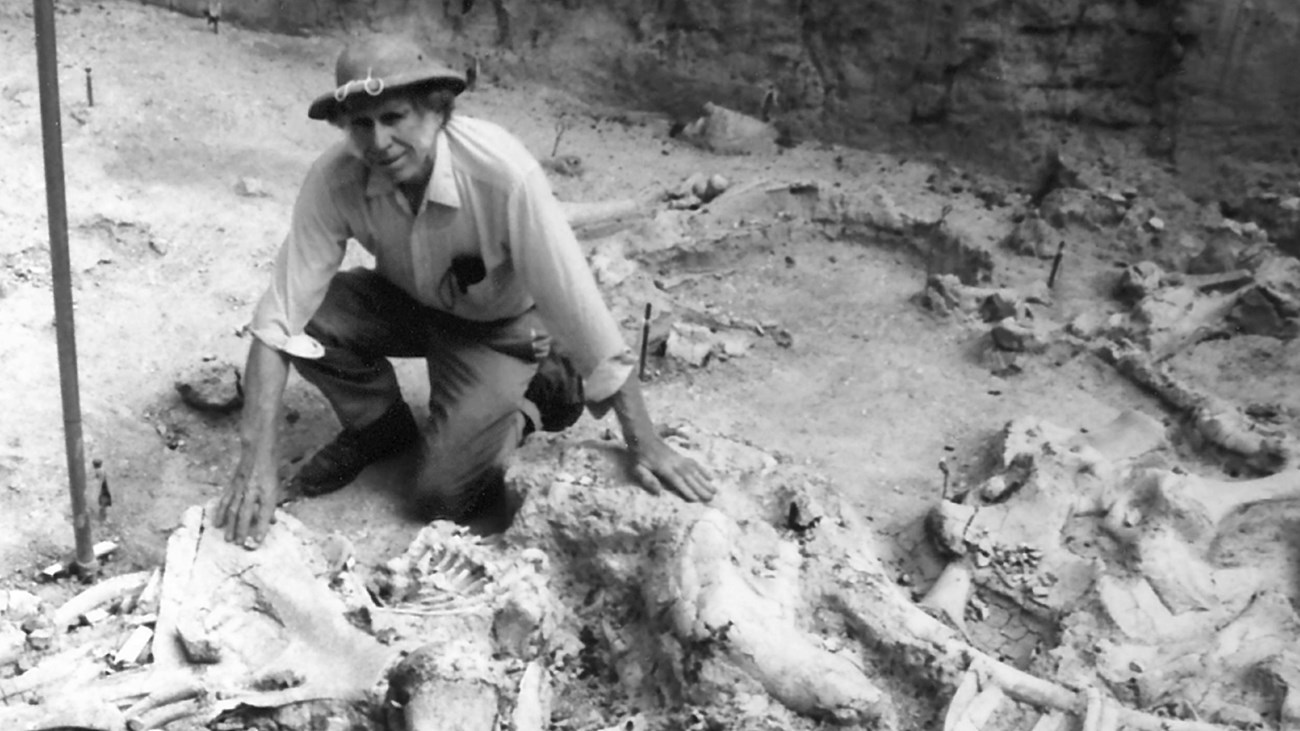 Volunteer Ralph Vinson kneels among fossils.