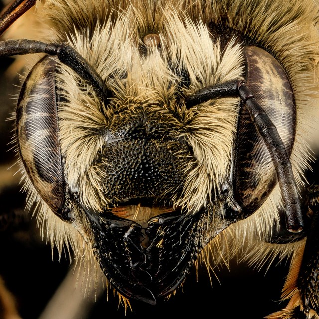 A close up photo of a bee