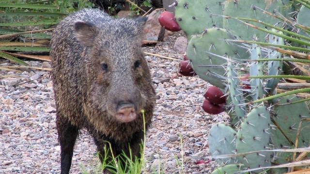 Collared peccary, or Javelina, posing next to a prickly pear cactus.