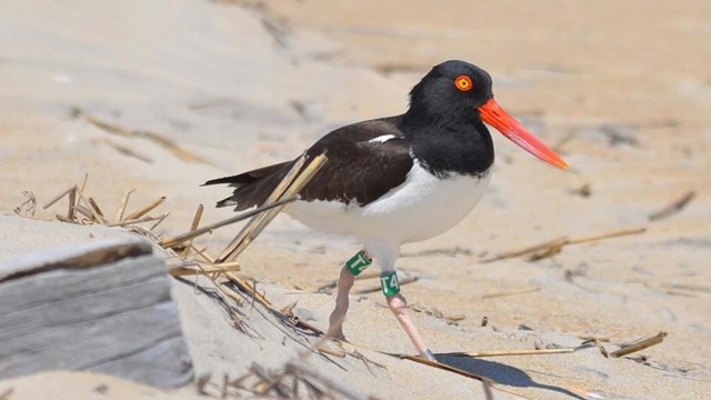 American Oystercatcher on beach