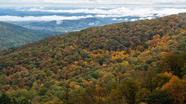 Mountain ridge full of trees starting to change to fall colors 