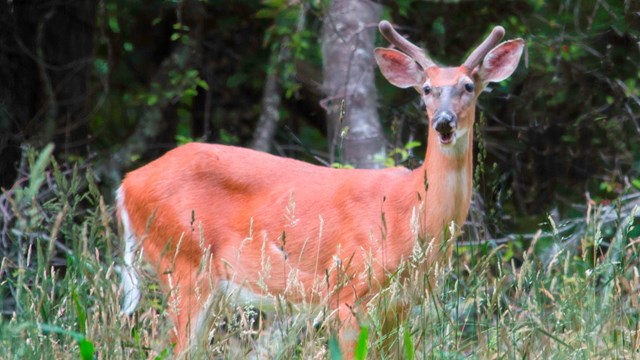 Deer standing in field