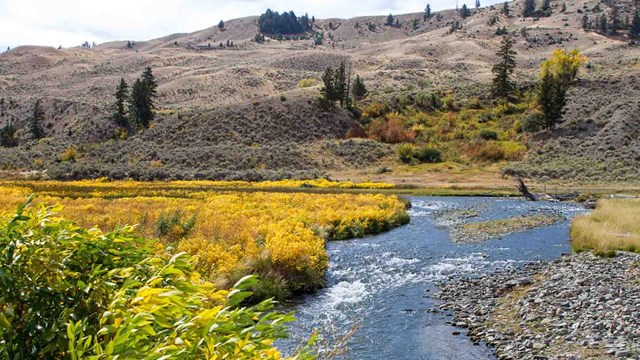 A mountain stream in Yellowstone in the fall.