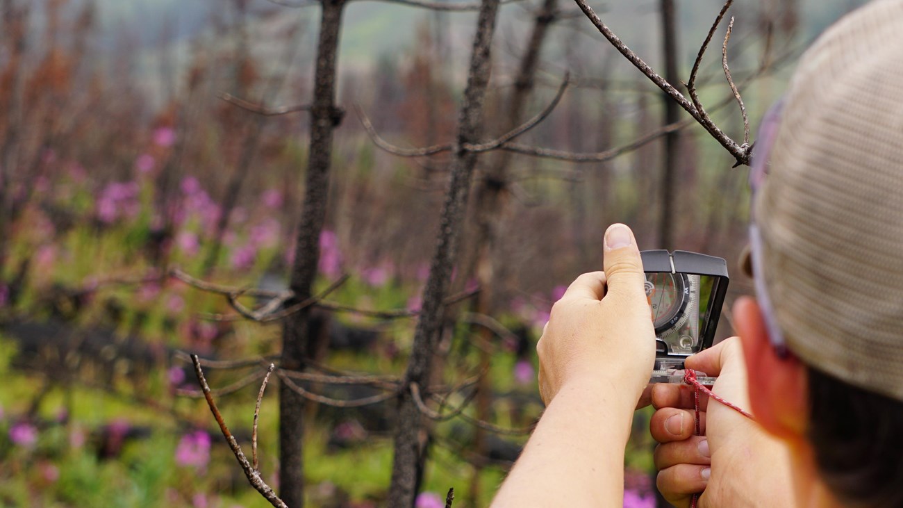 a person holds a compass at arm's length in a burned area with pink flowers