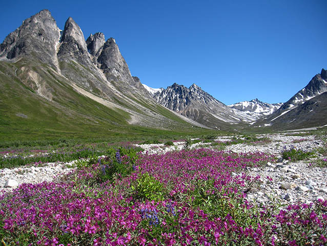 wildflowers bloom at Lake Clark Wilderness