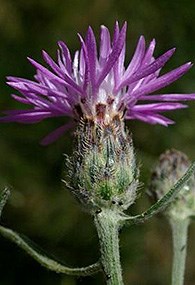 Purple spotted knapweed plant