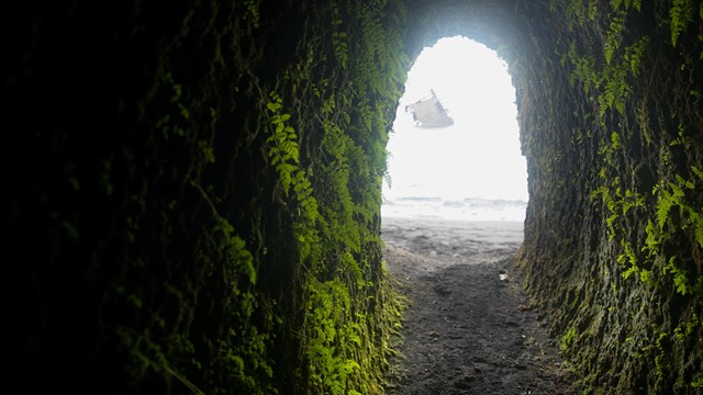 A tunnel covered in verdant vegetation looks out onto a shoreline.