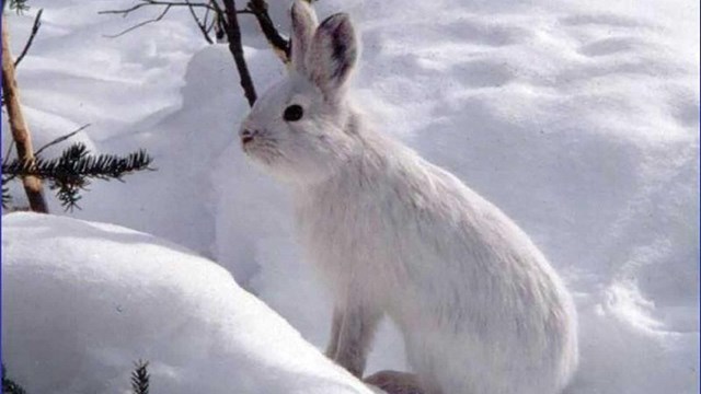 A white snowshoe hare blends in to the snow.