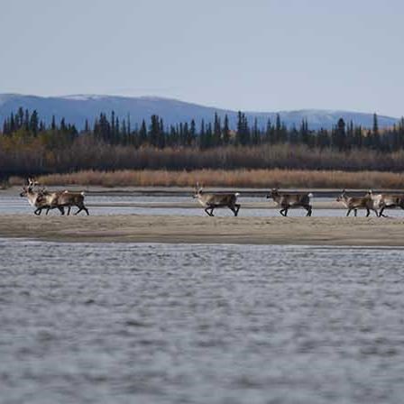 Caribou cross the Kobuk River.