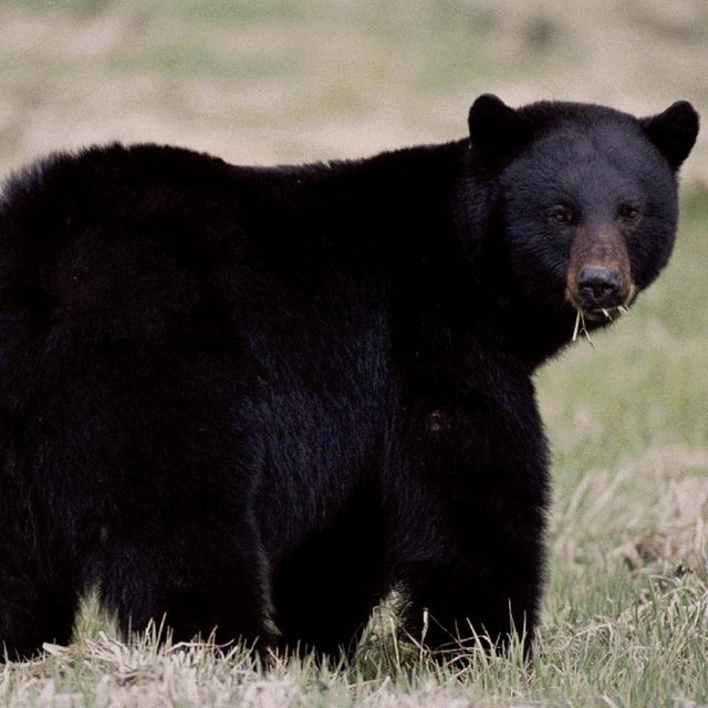 black bear