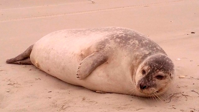 Seal on the beach