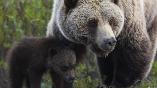 a grizzly bear and her cub