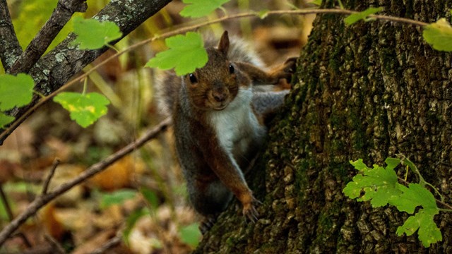 Squirrel looking at the camera