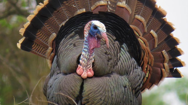 Front profile of a turkey