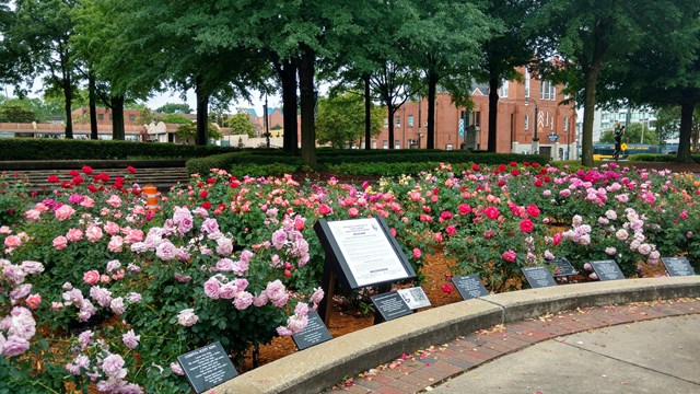 I Have A Dream World Peace Rose Garden