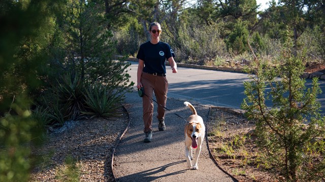 A young woman walks a dog on a leash along a paved trail next to a road in a forest of pinyons, juni